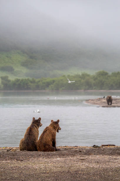 Two Bear Cubs Sit By A Misty Lake In Russia stock photo