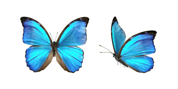 Two beautiful blue tropical butterflies in flight with wings spread. Set two beautiful blue tropical butterflies with wings spread and in flight isolated on white background, close-up macro. animal antenna photos stock pictures, royalty-free photos & images