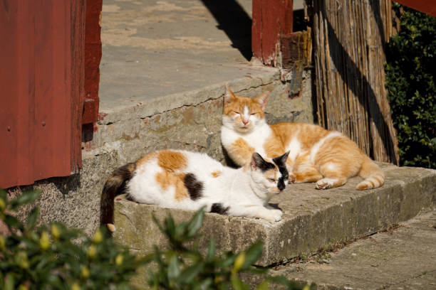 zwei schöne katzen liegen auf treppen im garten in der sonne - katze dreifarbig niemand stock-fotos und bilder