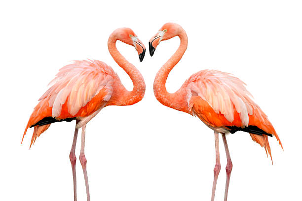 Two beautiful flamingos in love stock photo