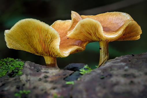 Two beautiful light brown, beige large mushrooms with curled hats against a dark autumn background, the large lamella are nicely visible and illuminated