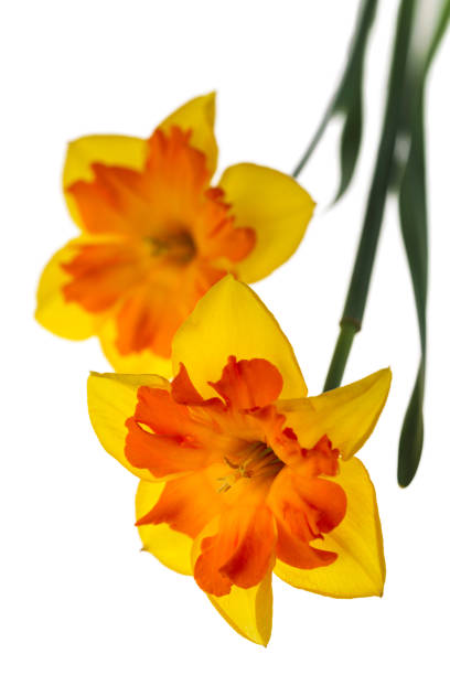 Two big daffodils isolated on the white background stock photo