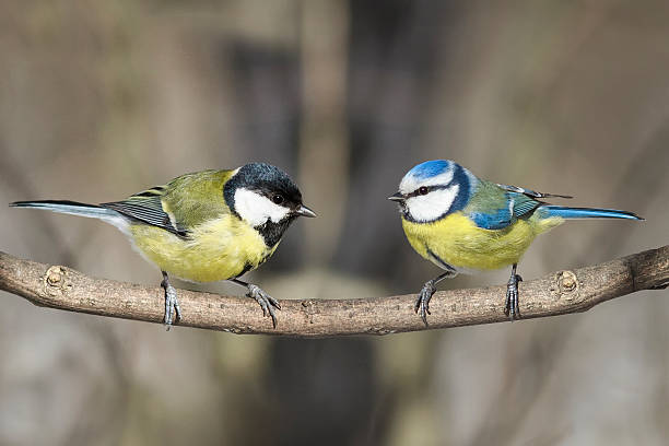 two-birds-great-tit-and-blue-tit-on-a-branch-picture-id517309910