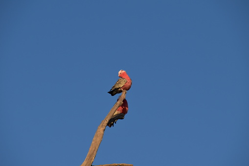 Two galah perched on a branch