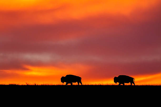 two American Bison silhouetted at sunrise, Maxwell Wildlife Preserve,...