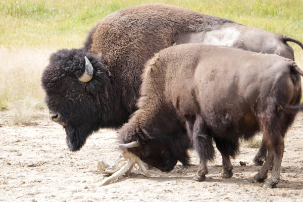 dois bisões. - buffalo - fotografias e filmes do acervo