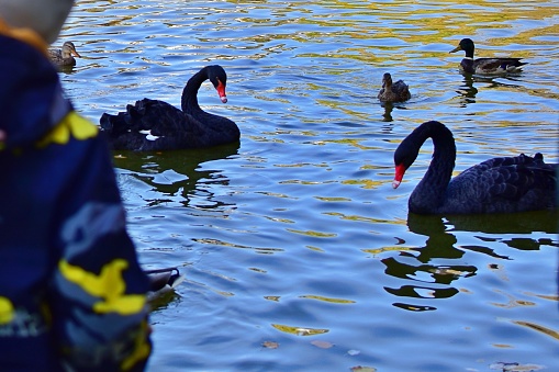 Two black swans in a pond with silhouette of a child in blurred foreground on the left side of image