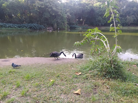 Two black swans in the lake of Aclimacao park. Shot in Cambuci and Aclimacao districts, Sao Paulo city, SP, Brazil.