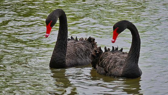 Two Black Swans swimming together in Lake Mulwala NSW Australia