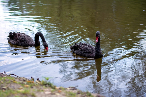 Two black swans with red nose swim in the lake.