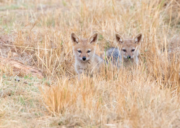 Two Black-backed Jackal cubs are looking with their head above the savannah grass. stock photo