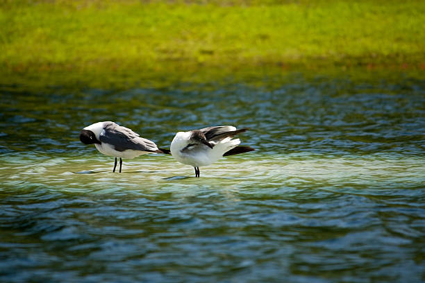 Two Blackhead Seagulls in a Lake Cleaning Themselves stock photo