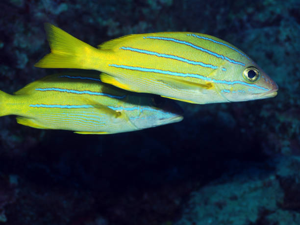 Two Blue striped grunt fish stock photo