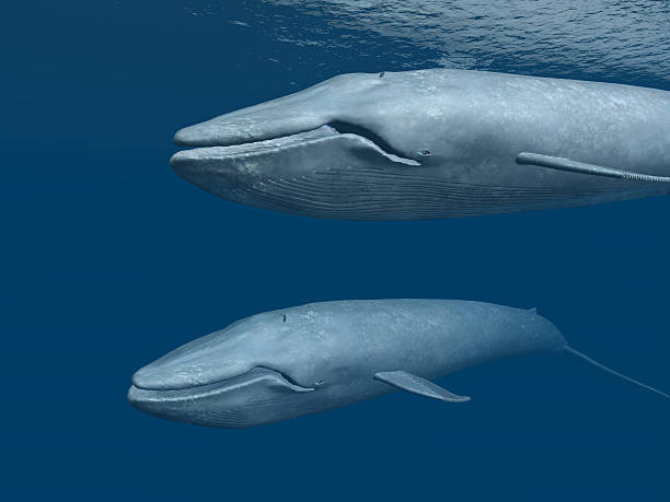 two blue whales - blue whale bildbanksfoton och bilder