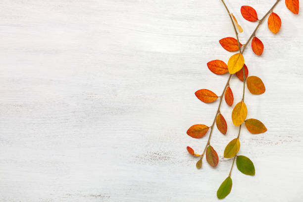 two branches with colorful autumn leaves on a white shabby wooden background. flat lay. - composição imagens e fotografias de stock