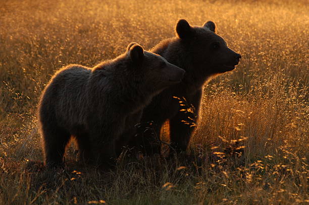 Two brown bears standing next to each other stock photo