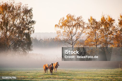 istock Two brown horses on pasture in morning sunlight and fog in autumn 1328514796