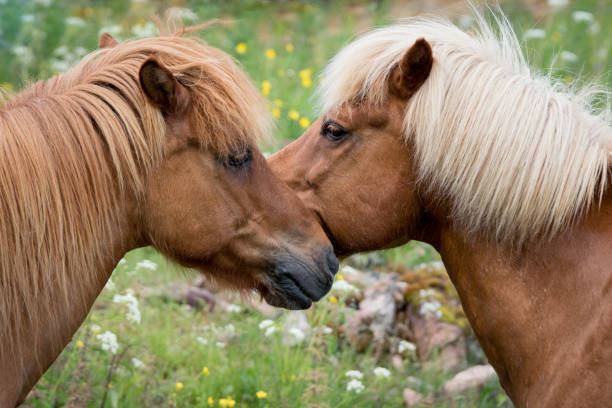 twee bruine ijslandse paarden leren elkaar kennen - ijslandse paarden stockfoto's en -beelden