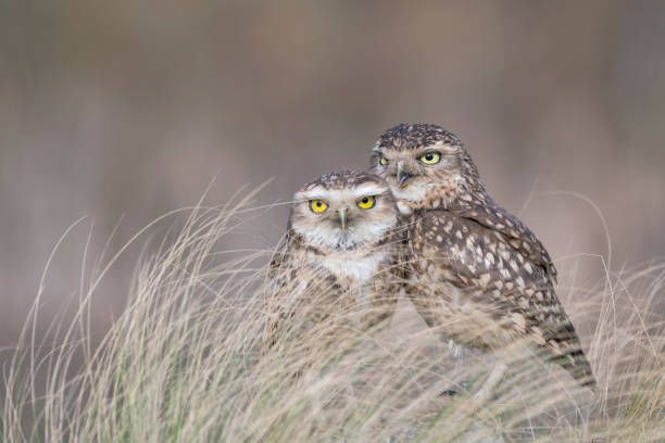 two Burrowing owls (Athene cunicularia) between the grass. stock photo