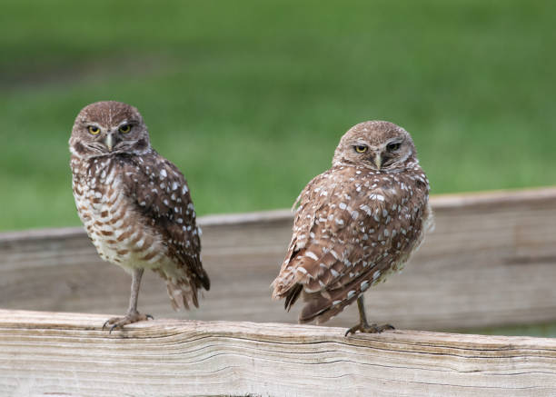 Two Burrowing Owls on Wooden Fence stock photo