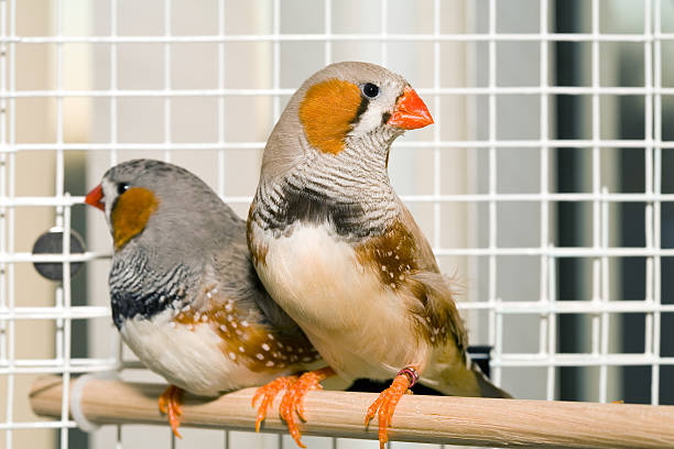 Two Caged Zebra Finches stock photo