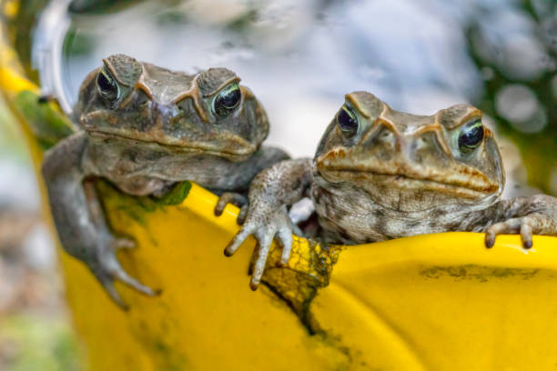 Two cane toads laying eggs in a flower pot full of water - Bufo marinus stock photo