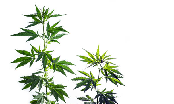 Two cannabis plants are isolated on a white stock photo