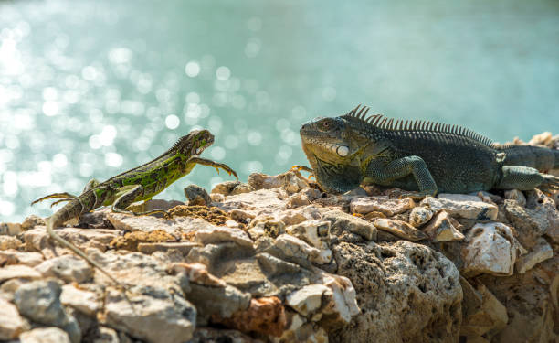 two Caribbean iguana up close in Bonaire stock photo