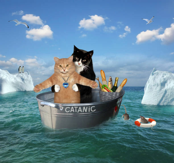 Two cats drift in a washtub The two brave cats are drifting in the steel washtub among the icebergsin the sea. Their ship is called Catanic. film comedy stock pictures, royalty-free photos & images