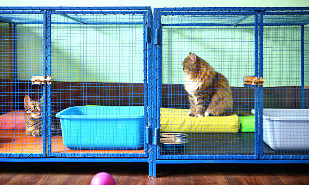 Deux chats dans un refuge pour chats. Deux chats domestiques bruns se reposant dans des cages au refuge pour chats. C'est en fait un manoir de gardien de chat où ces chats restent pendant que leur propriétaire est en vacances. Les chats ont tous les privilèges comme à la maison. photos, images et photos de chenil libres de droits
