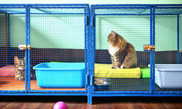 Dos gatos en un refugio para gatos. Dos gatos domésticos marrones descansando en jaulas en un refugio para gatos. Esta es en realidad una mansión de cuidadores de gatos donde estos gatos se quedan mientras su dueño está de vacaciones. Los gatos tienen todos los privilegios como los que tienen en casa. perrera fotos e imágenes de stock