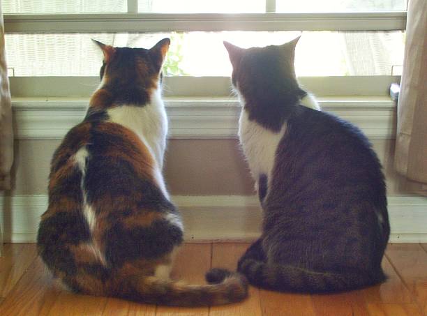 Two Cats Looking Out of an Open Window stock photo