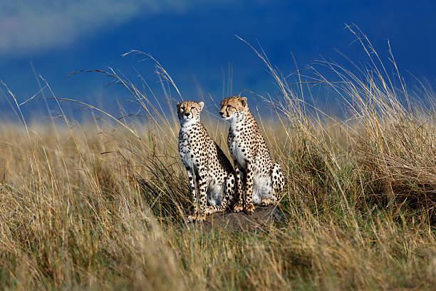 Two Cheetahs in the high grass of Mara Triangle stock photo