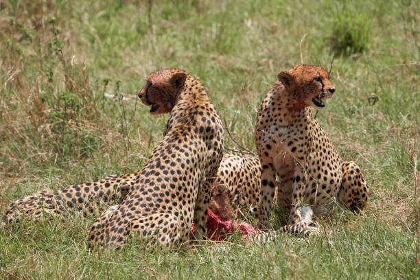 Two cheetahs keep watch looking both ways as their other two companions devour the prey of the poor zebra they have hunted in the Masai Mara Nature Reserve, Kenya stock photo