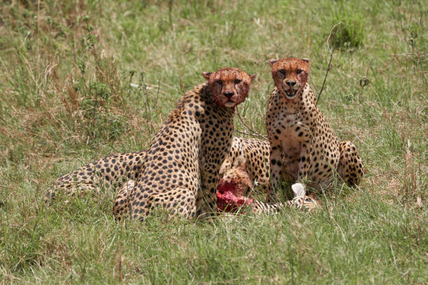 Two cheetahs stare at any movement while their other two friends devour the prey of the poor zebra they have hunted in the Masai Mara Nature Reserve, Kenya stock photo