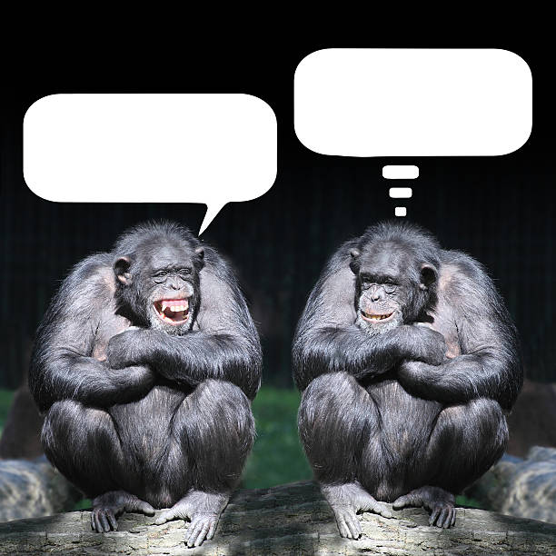 Two chimpanzees with blank speech and thought bubbles Two chimpanzees have a fun with speech bubbles. laughing monkey stock pictures, royalty-free photos & images