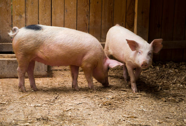 Two clean pink domestic pigs in the stable stock photo