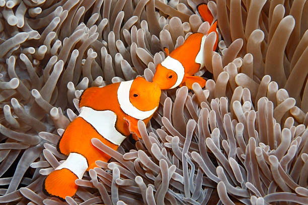 Two Clown Anemonefish "A pair of Clown Anemonefish, Amphiprion percula, in their Sea Anemone. Uepi, Solomon Islands. Solomon Sea, Pacific Ocean" anemonefish stock pictures, royalty-free photos & images