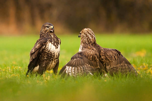 Two Common buzzards stock photo