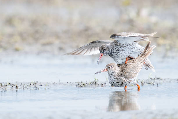 Two Common Redshanks are mating during springtime stock photo