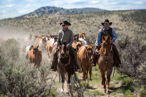 Two cowboys leading horse herd through dust and sage brush during trail drive roundup stock photo
