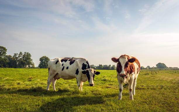 Two cows in a meadow stock photo