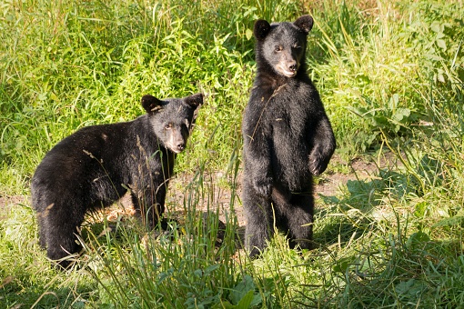 Two little cub bears looking. Curious black bears.