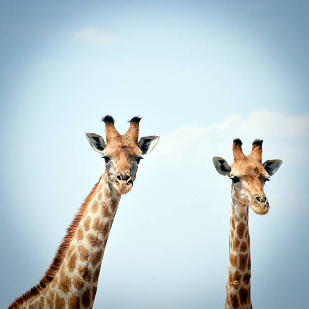 Two curious giraffes against blue sky in  Serengeti National Park Two giraffes in the Serengeti National Park looking at the camera of a tourist,Tanzania. animal neck stock pictures, royalty-free photos & images