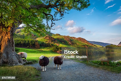 istock Two curious sheeps on pasture at sunset in Lake District 614739588