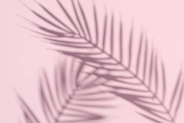 Two curved shadows of a palm tree on a pink background. Minimal modern concept. stock photo