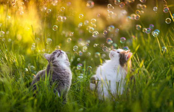 two cute cats walk in a sunny meadow and have fun catching soap bubbles stock photo