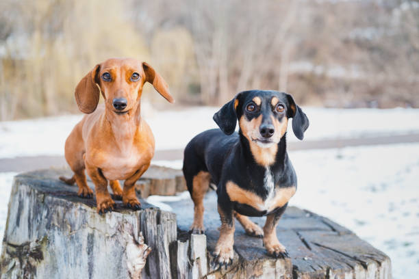 Two cute dachshund dogs outdoors. Portrait of lovely dogs at a park in cold winter season dachshund stock pictures, royalty-free photos & images
