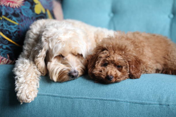 Two cute dogs on sofa Cockerpoo and scruffy poodle teddy puppy sitting together on sofa, best friends. cockapoo stock pictures, royalty-free photos & images