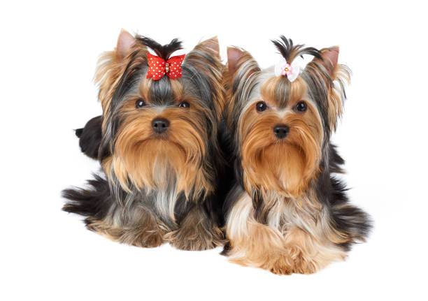 Two cute dogs Two cute Yorkshire Terriers lying together on white isolated background of the studio and looking into the camera yorkie haircuts stock pictures, royalty-free photos & images
